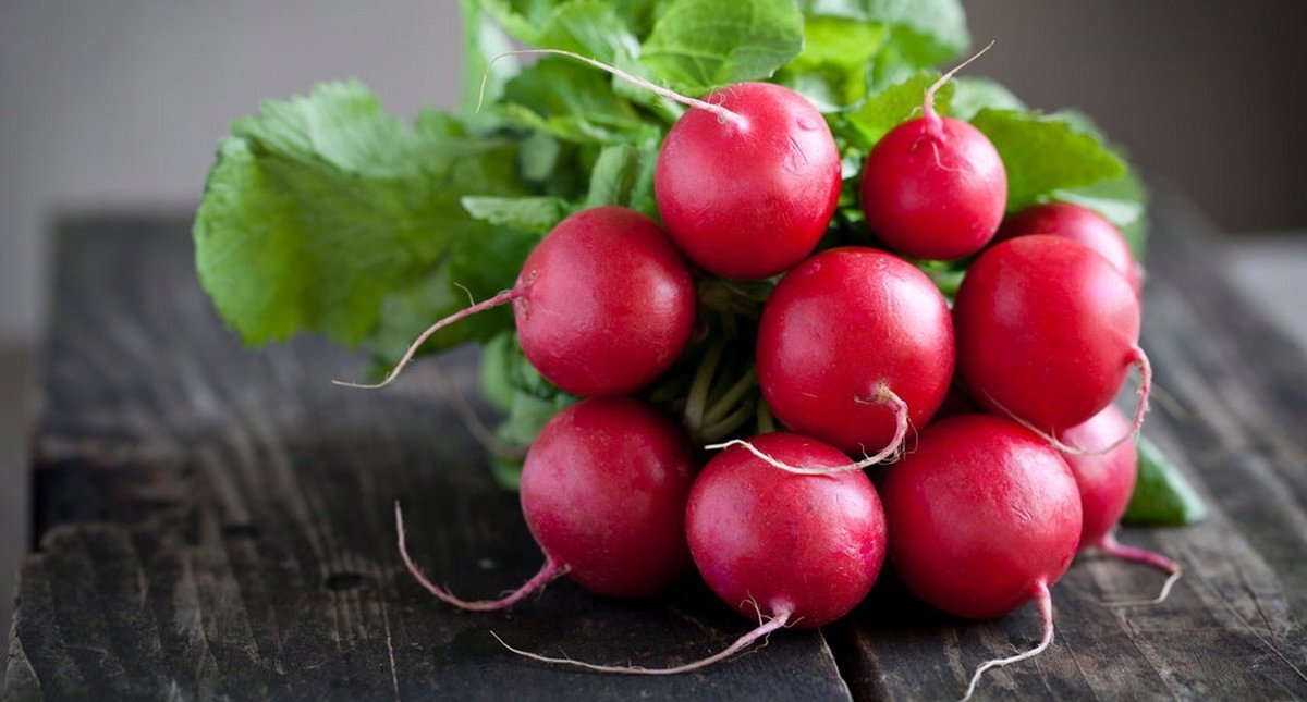 RZODKIEWKA SAXA nasiona CZERWONA okrągła DUŻY OWOC p. DE80016120215819