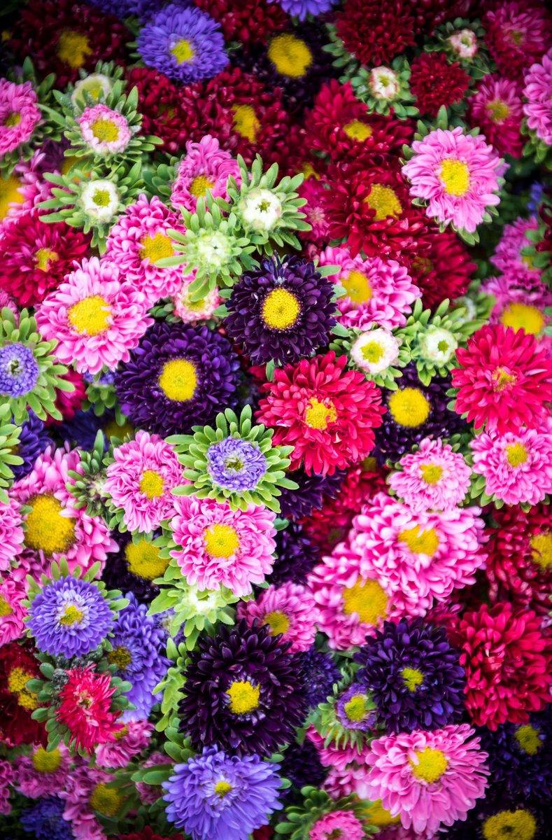 ASTER KARŁOWY PINOKIO cudowne pełne kwiaty mieszanka NASIONA kwiatów p. 2H35; 4H35;