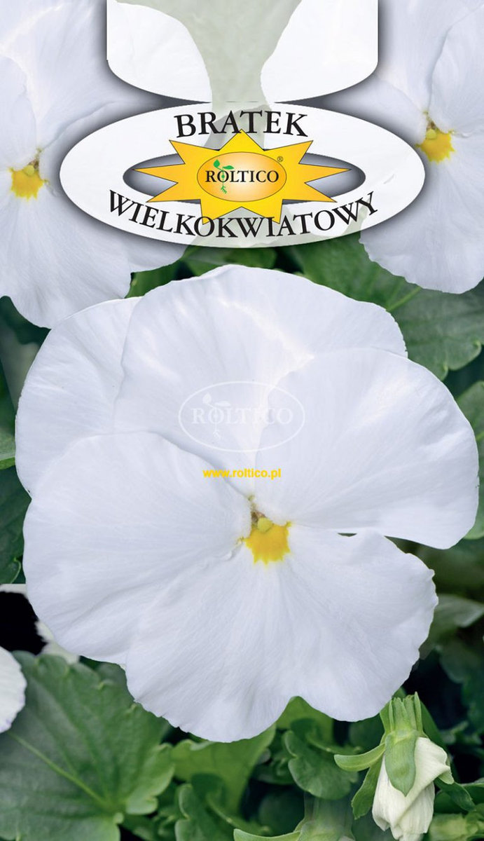BRATEK OGRODOWY BIAŁY 0,5g