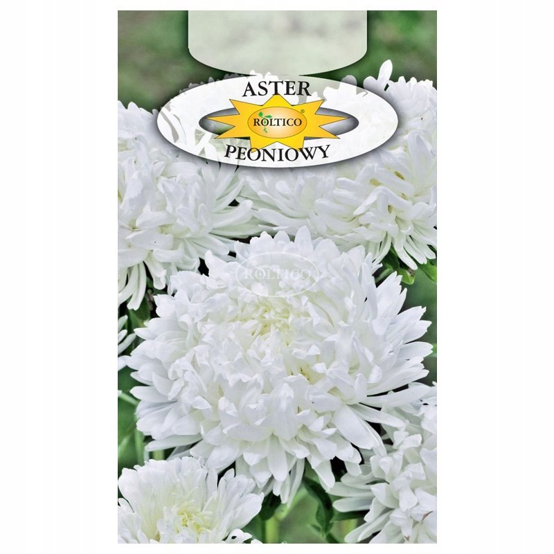ASTER PEONIOWY biały wysoki pełny NASIONA KWIATÓW ROŚLIN OZDOBNYCH p. 2H30