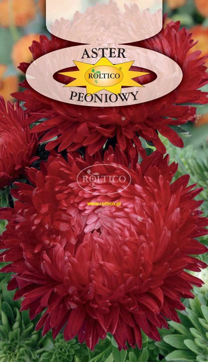 ASTER PEONIOWY CZERWONY 1g