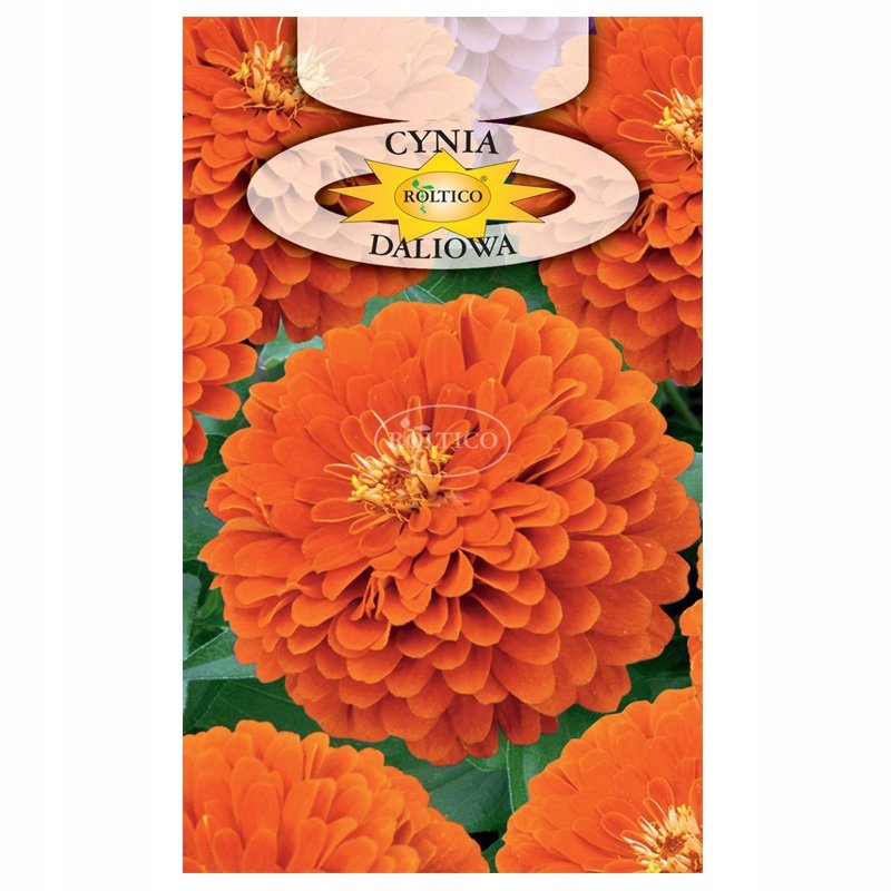 CYNIA DALIOWA POMARAŃCZOWA NASIONA KWIATÓW ROŚLIN OZDOBNYCH p. 2H59