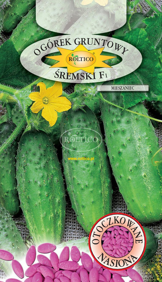 OGÓREK GRUNTOWY ŚREMSKI F1 ok. 50 nasion OTOCZKOWANE