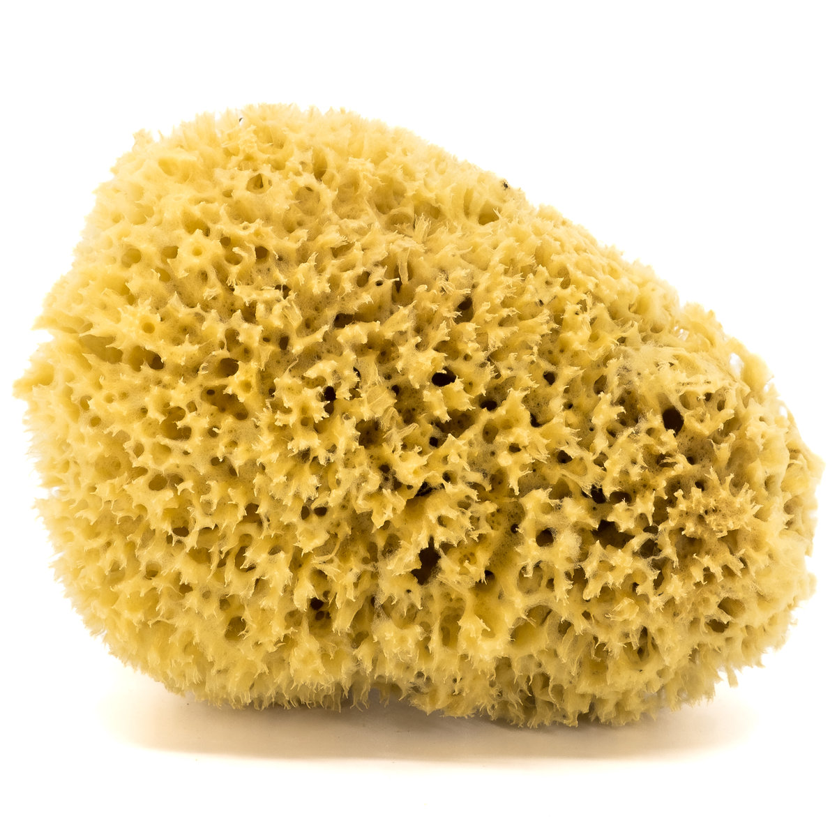 Gąbka do kąpieli - naturalna morska - rozmiar XXL 18-20 cm