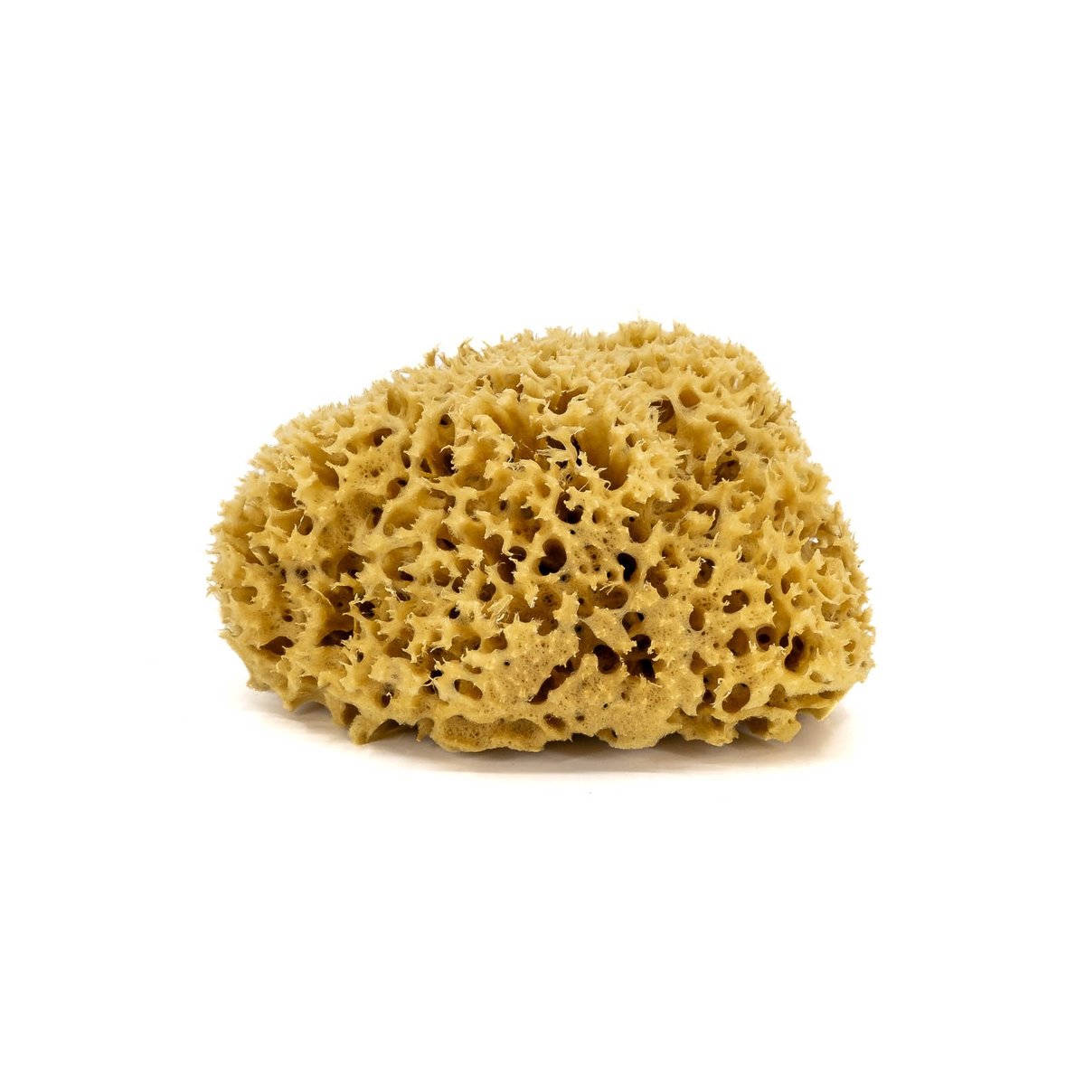 Gąbka do kąpieli - naturalna morska - rozmiar M. 12-14 cm