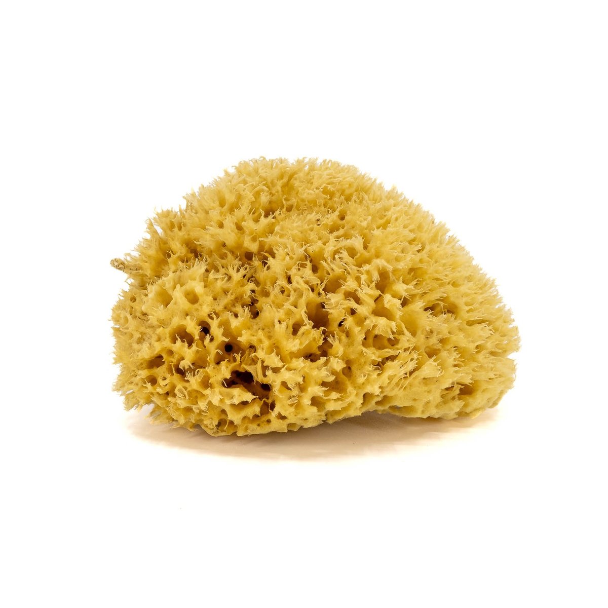 Gąbka do kąpieli - naturalna morska - rozmiar L. 14-16 cm