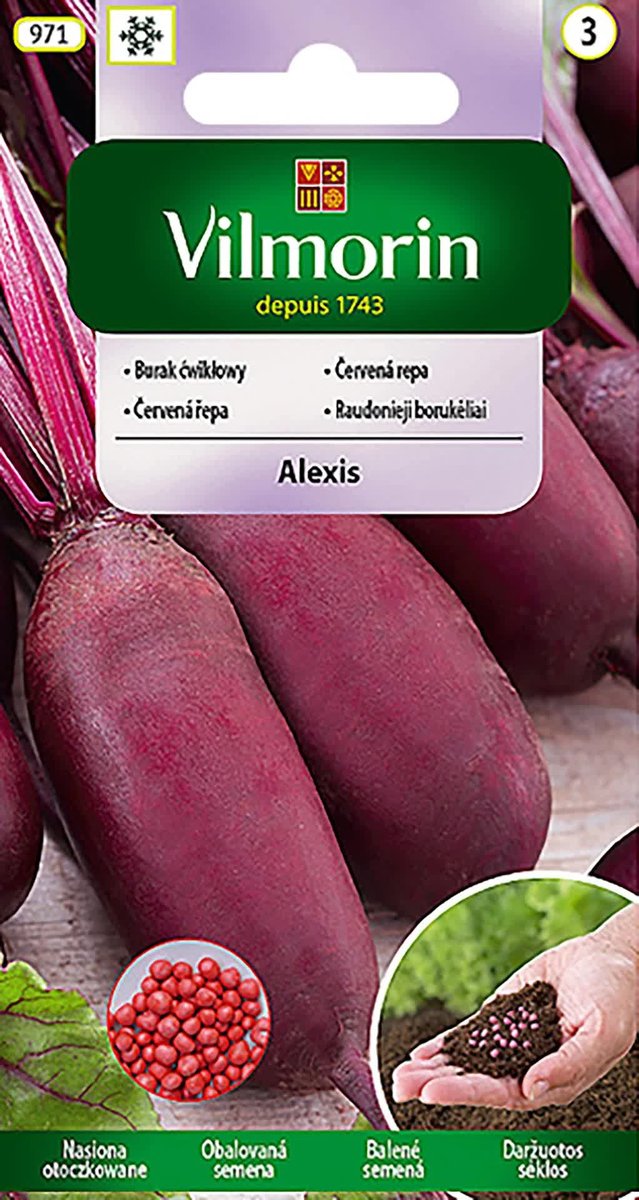 Burak ćwikłowy wydłużony Alexis nasiona 100 sztuk Vilmorin