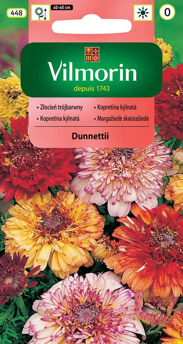 Złocień trójbarwny Dunnettii nasiona 0,3g Vilmorin