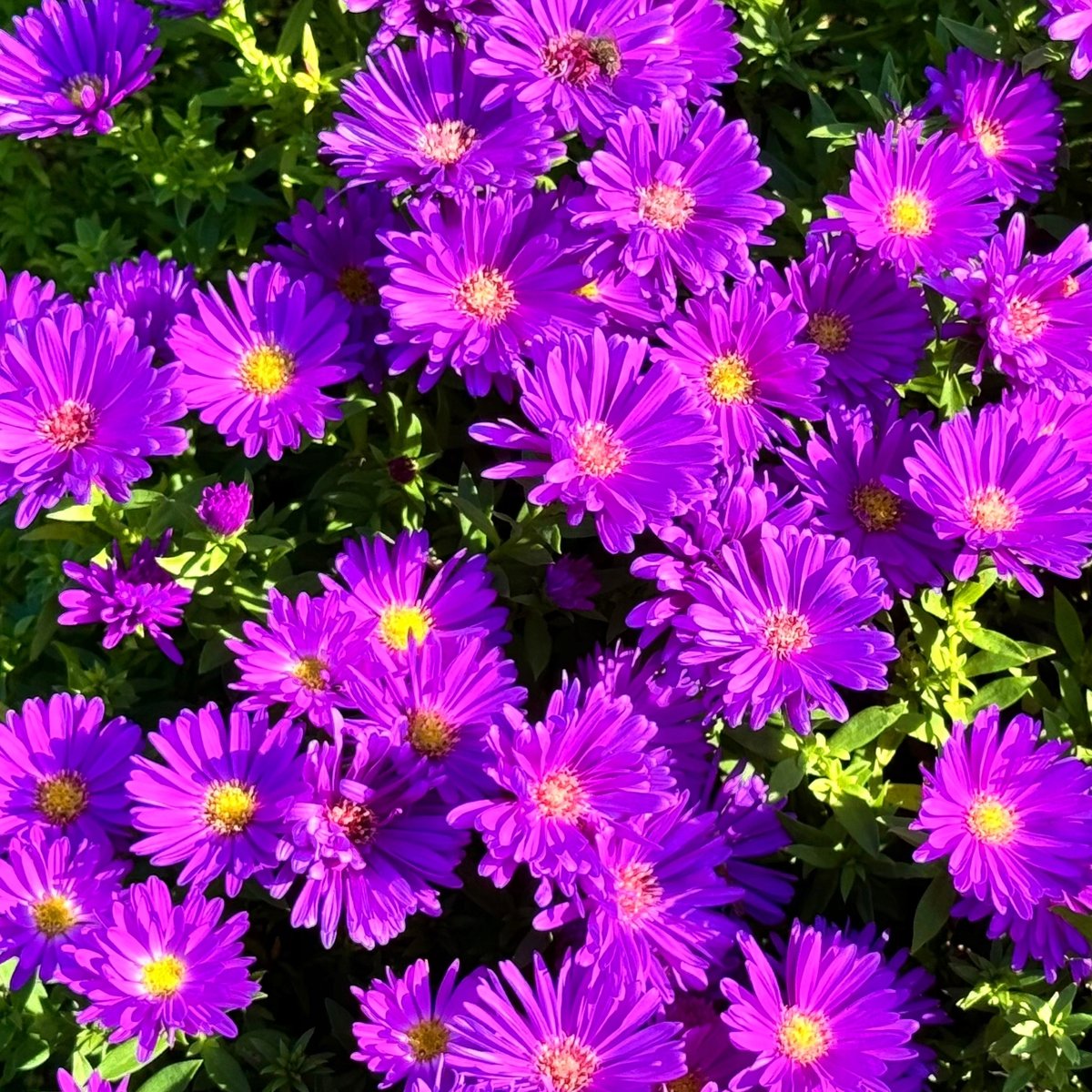 Aster nowobelgijski 'Magic Purple' Michałek Fioletowy Purpurowy Doniczka 1L