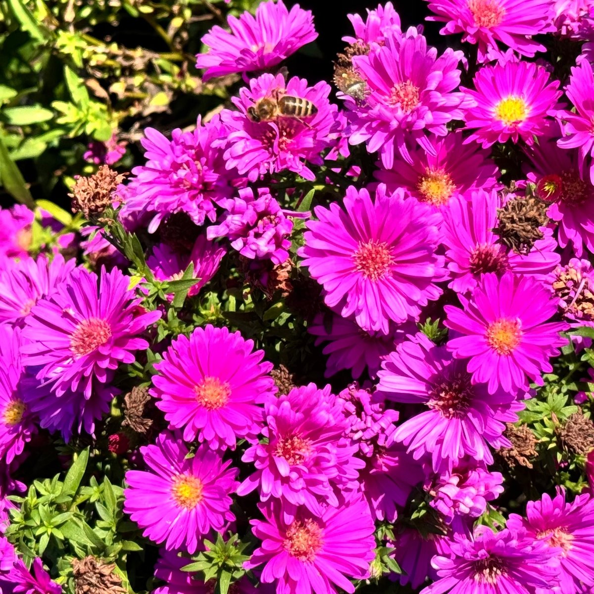 Aster nowobelgijski 'Magic Pink' Michałek Różowy Doniczka 1.0L