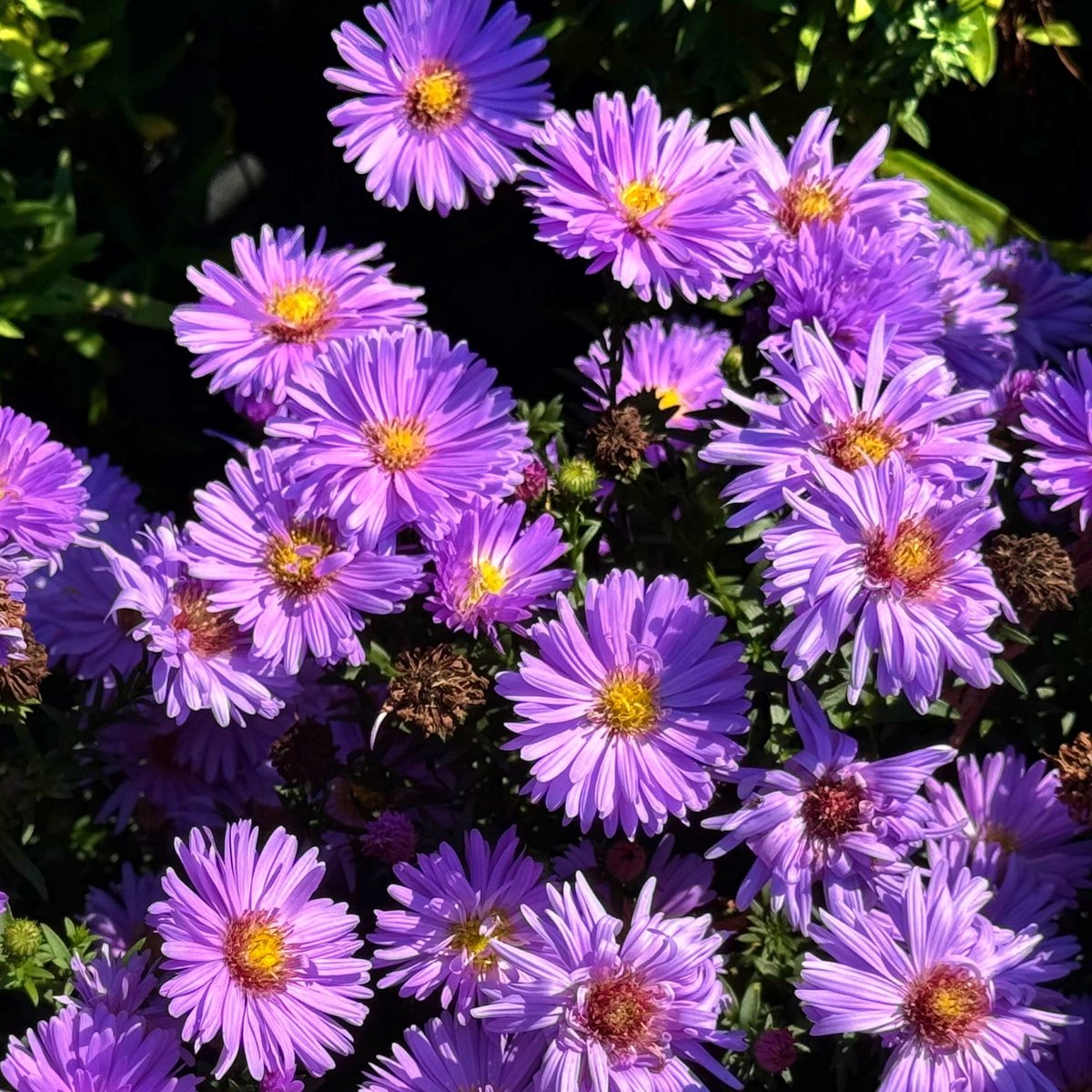 Aster 'Magic Lavender' Michałek Fioletowy Lawendowy Doniczka 1.0L
