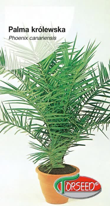 Nasiona Palma królewska Phoenix - Torseed