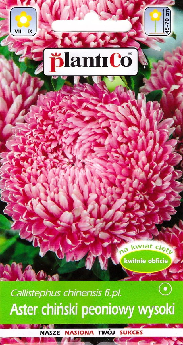 Aster chiński peoniowy wysoki różowy nasiona 1g PlantiCo