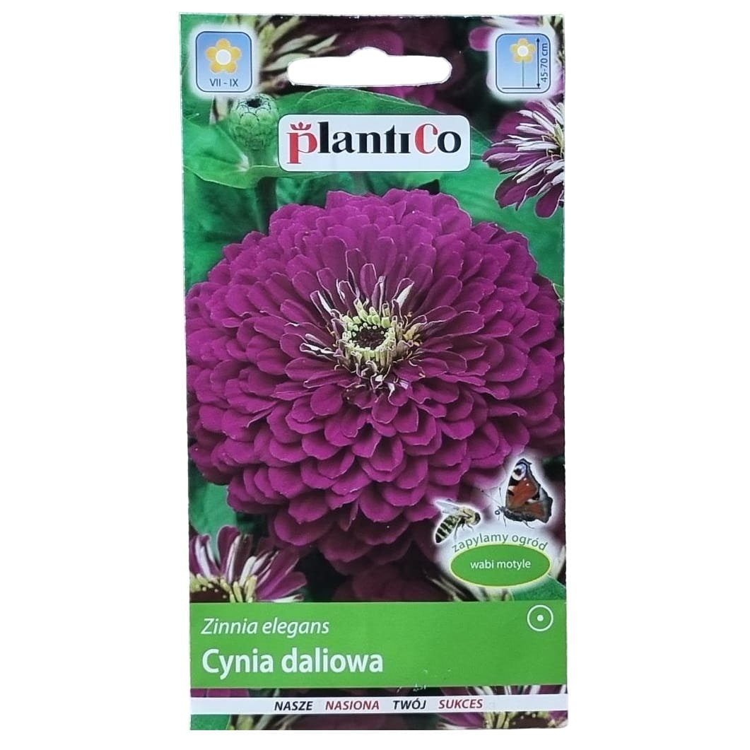 CYNIA wytworna daliowa Purple Prince FIOLETOWA - nasiona PlantiCo 1g