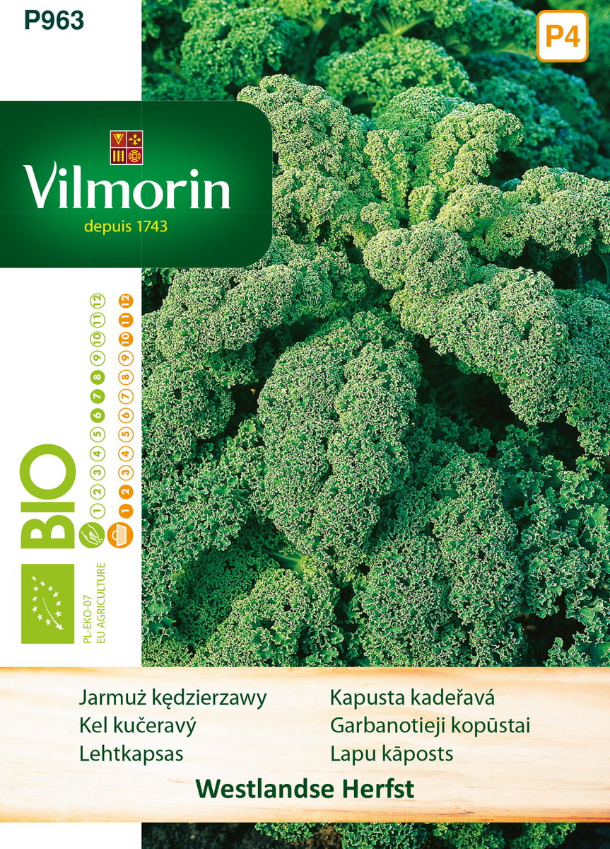Jarmuż Westlandse Herfst BIO nasiona 2g Vilmorin