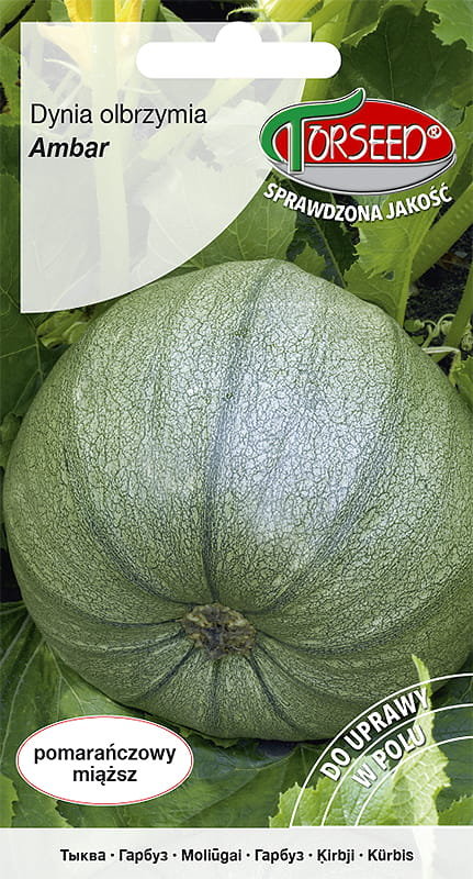 Nasiona Dynia olbrzymia Ambar 5g - Torseed