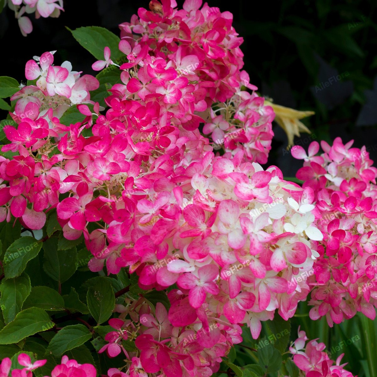 Opinie o Hortensja bukietowa 'Diamant Rouge' (Hydrangea paniculata) Doniczka 2.0L