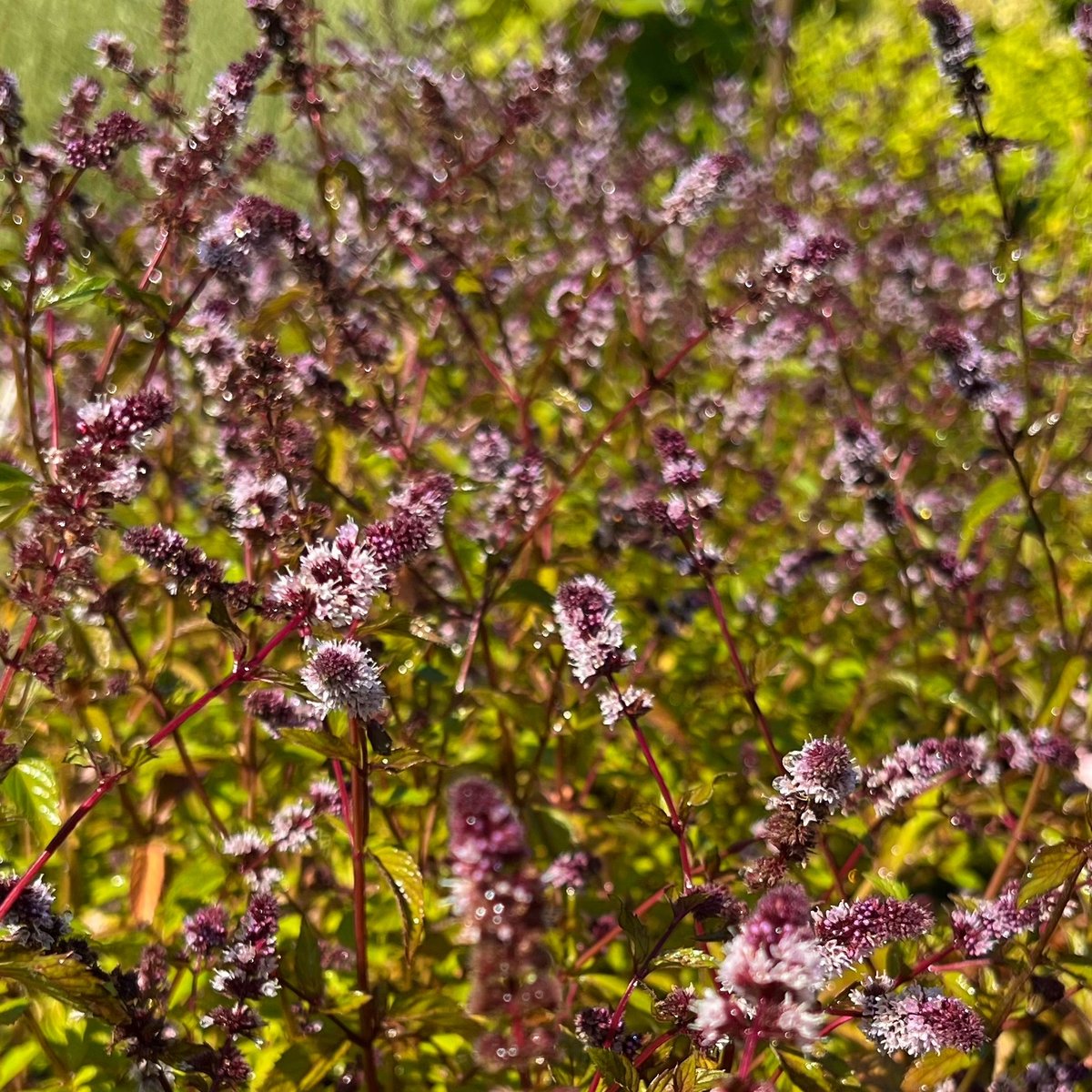 Mięta cytrynowa (Mentha citrata piperita) Doniczka 1.0L