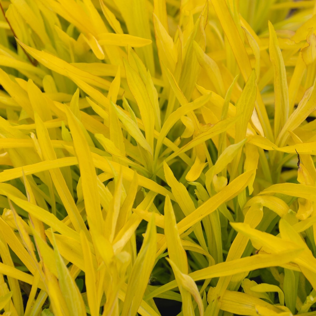 Nawłoć Złota; Żółta 'Hiddigeigei' (Solidago) Miododajna W Doniczce