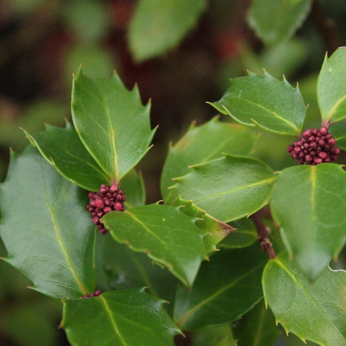 Ostrokrzew Meservy 'Blue Prince' (Ilex ×meserveae) Doniczka 2.0L