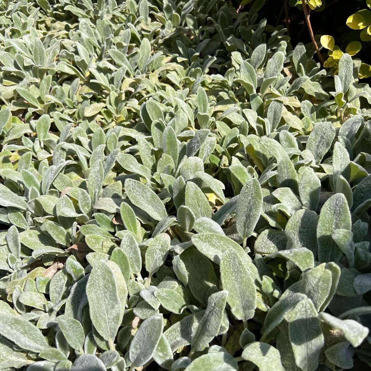 Czyściec wełnisty (Stachys byzantina) P13