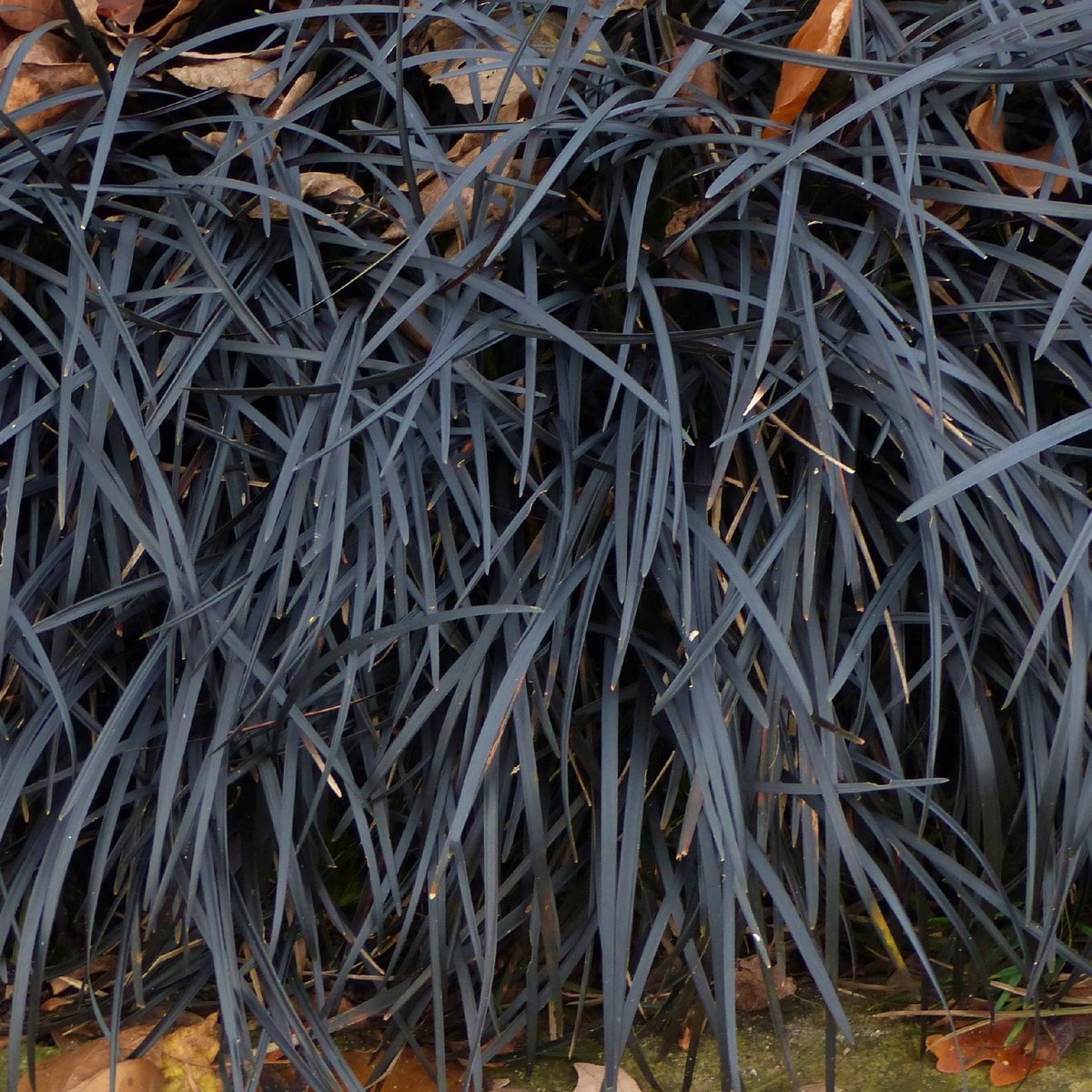 Konwalnik płaskopędowy 'Nigrescens' (Ophiopogon) Czarna Trawa Niger Poj. 1L