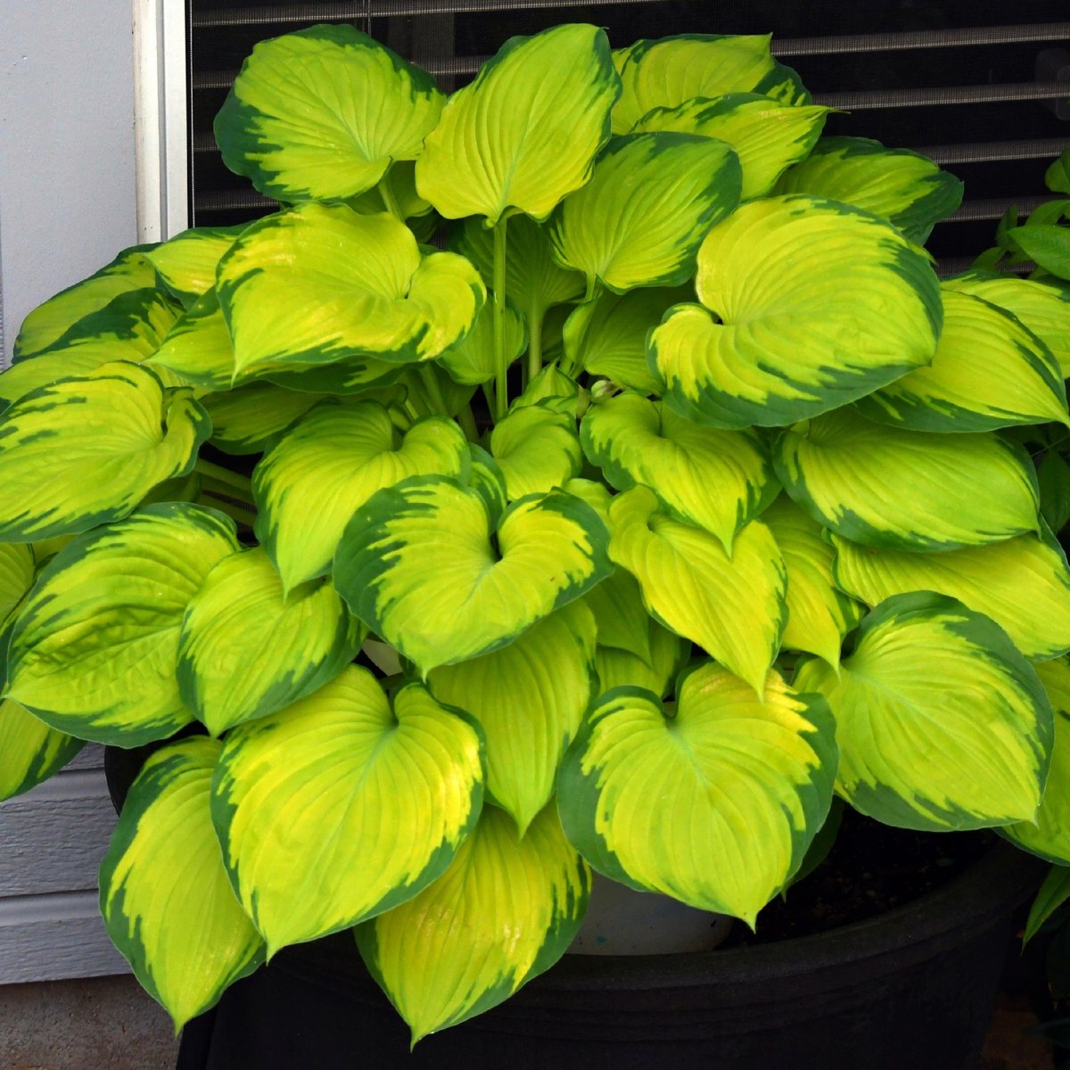 Funkia 'Stained Glass' (Hosta) Jasne liście Doniczka 2.5L