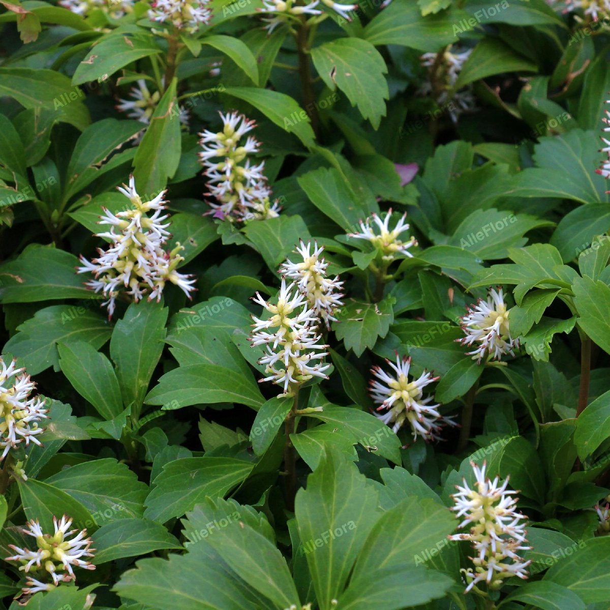 Runianka japońska 'Green Carpet' (Pachysandra terminalis) Doniczka 1.0L