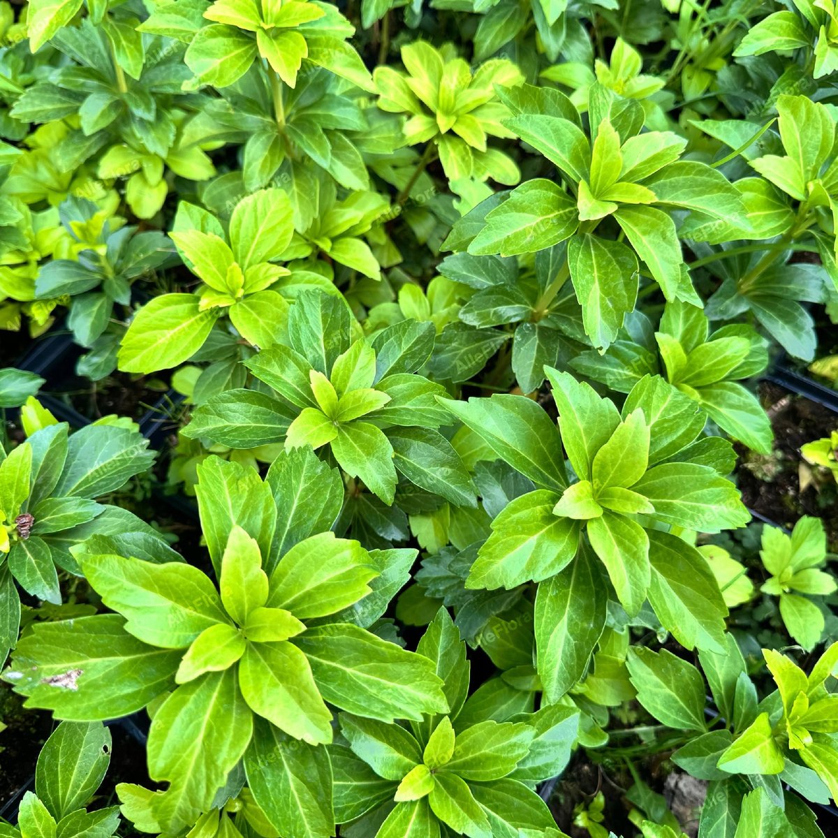Runianka japońska Zielony Dywan (Pachysandra terminalis) Doniczka 1.0L