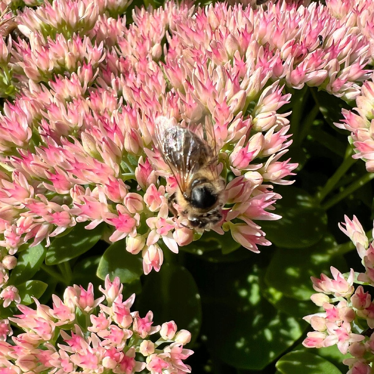 Rozchodnik karpacki 'Herbstfreude' (Sedum telephium) P13