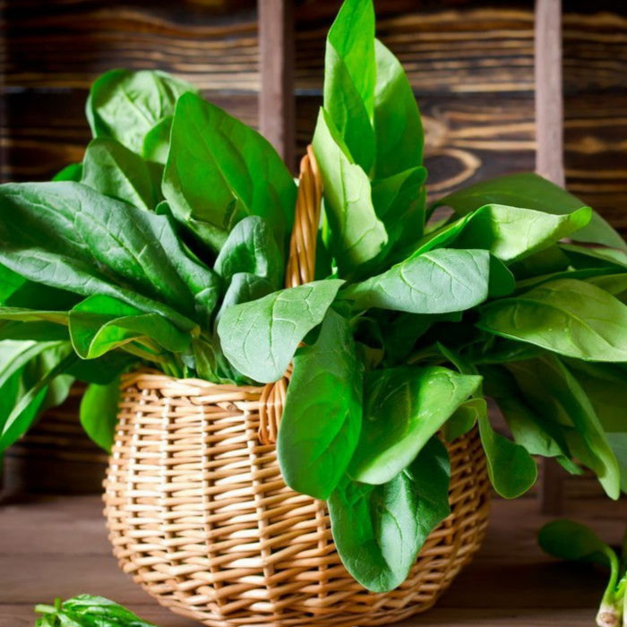 Szpinak Orbita Mieszaniec F1 10g Nasiona Wegana