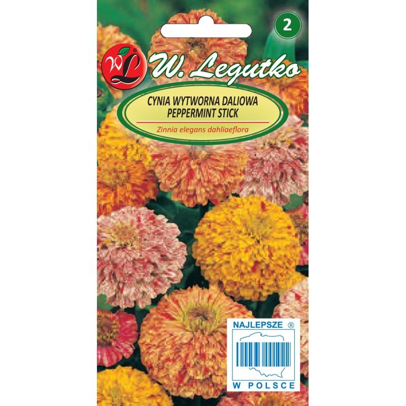 Cynia Peppermint Stick KWIETNIKI KWIAT CIĘTY