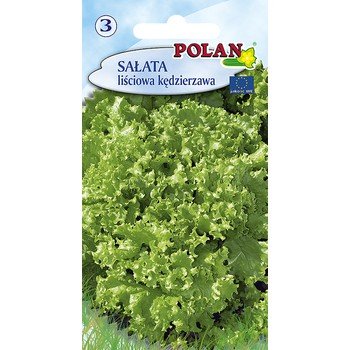 Sałata Kędzierzawa Polan