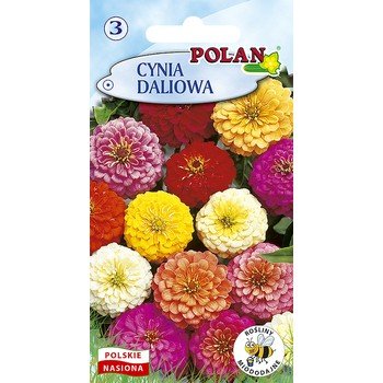 Cynia Daliowa Polan