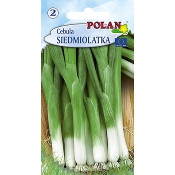 Cebula Siedmiolatka Bajkał Polan
