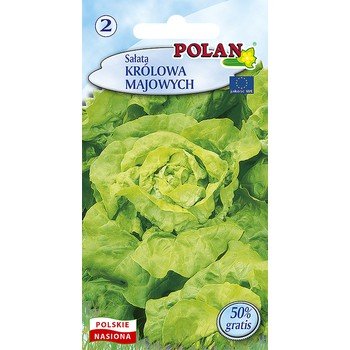 Sałata Masłowa Królowa Majowych Polan