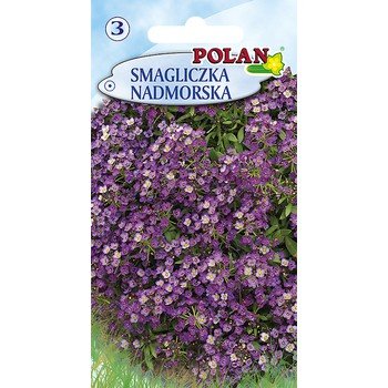 Smagliczka Nadmorska Polan