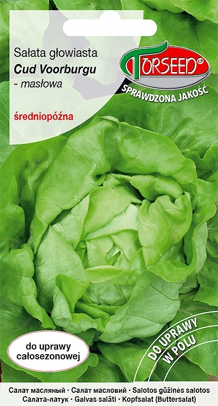 Nasiona Sałata głowiasta masłowa Cud Voorburgu 1g - Torseed