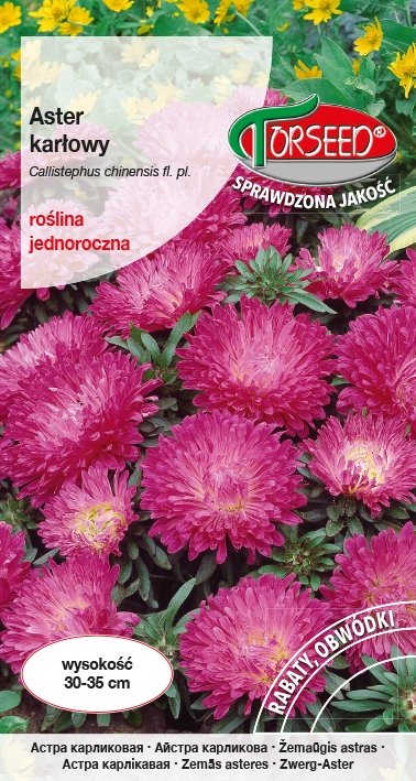 Nasiona Aster karłowy różowy - Torseed