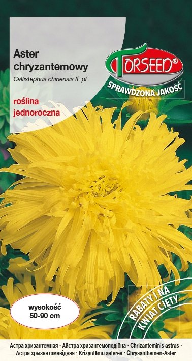 Nasiona Aster wysoki chryzantemowy oliwkowożółty 0,5g - Torseed