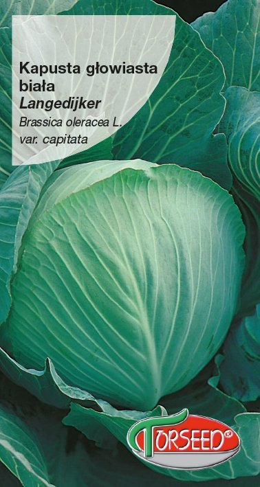 Nasiona Kapusta głowiasta biała Langedijker Dauer 2g - Torseed