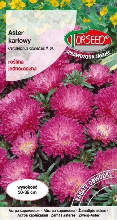 Nasiona Aster karłowy różowofioletowy - Torseed