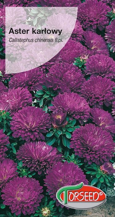 Nasiona Aster karłowy ciemnoniebieski 0,5g - Torseed