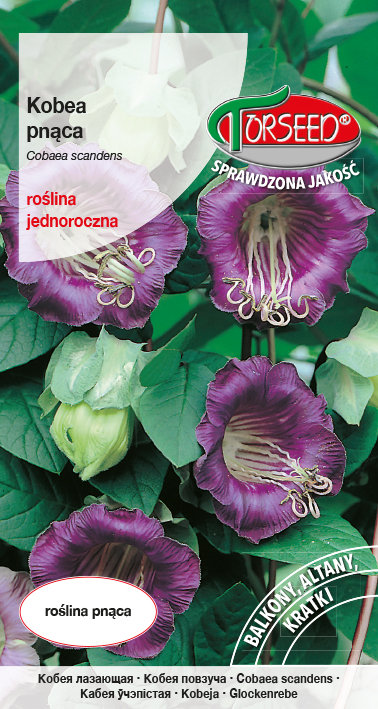 Nasiona Kobea pnąca fioletowa 0,8g - Torseed
