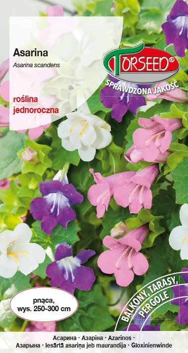 Nasiona Asarina pnącze - Torseed