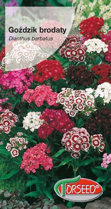 Nasiona Goździk brodaty wysoki - Torseed