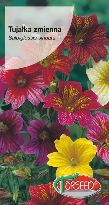 Nasiona Tujałka zmienna mieszanka - Torseed