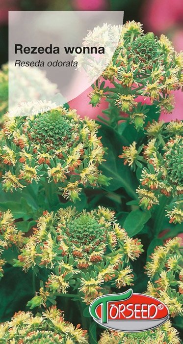 Nasiona Rezeda wonna biała 2g - Torseed