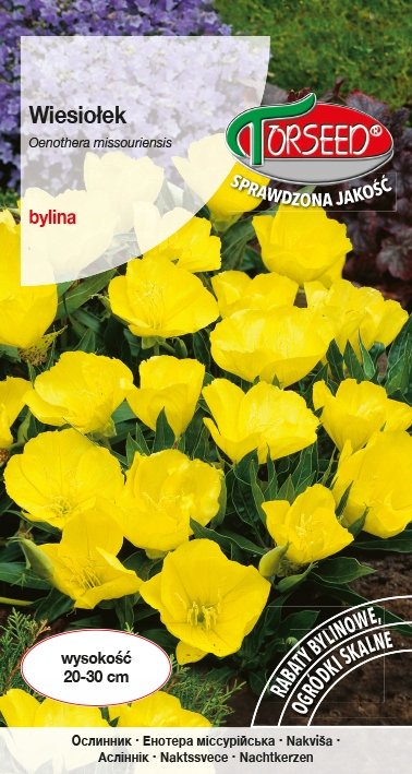 Nasiona Wiesiołek żółty - Torseed