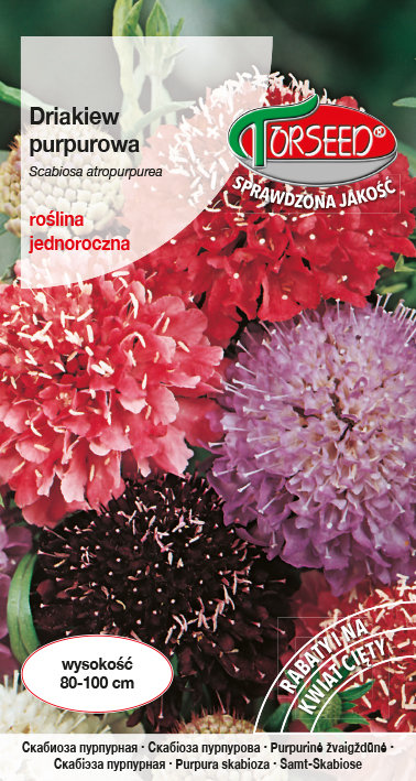 Nasiona Driakiew purpurowa mieszanka 1g - Torseed